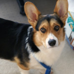 photo of Rex the Corgi